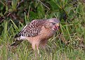 Picture Title - Red Shouldered Hawk