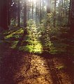 Picture Title - Sunlight in the wood