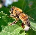 Picture Title - Bee