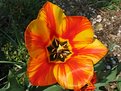 Picture Title - another tulip