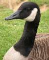 Picture Title - Goose 