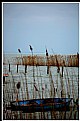 Picture Title - Balaton