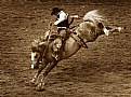 Picture Title - Buckin' Bronc