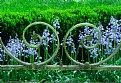 Picture Title - Hyacinths & Curves