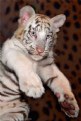 Picture Title - Baby Tiger