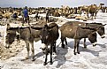 Picture Title - Donkeys, Dallol