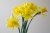 Daffodil  Campaign