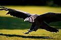 Picture Title - Condor