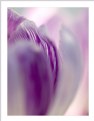 Picture Title - crocus