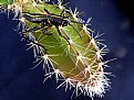 Picture Title - A prickly situation.