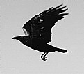 Picture Title - Crow