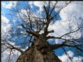 Picture Title - Embraced By A Tree