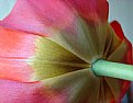 Picture Title - tulipan