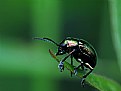 Picture Title - metalic beetle 