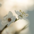 Picture Title - spring [2]