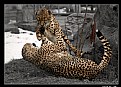 Picture Title - Cheetah's Battle