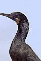 Picture Title - Cormorant Close Up