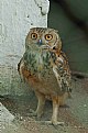 Picture Title - owl......