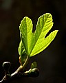 Picture Title - Spring leaf