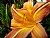 Hemerocallis 2