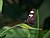 Butterfly on Leaf