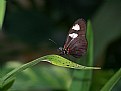 Picture Title - Butterfly on Leaf