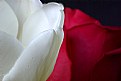 Picture Title - The Tulip & Rose
