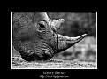 Picture Title - White Rhino