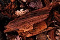 Picture Title - Old wood...