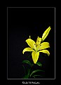 Picture Title - Golden Stargazer Lily  