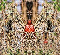 Picture Title - Red
