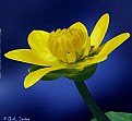 Picture Title - Ohio marsh marigold wild flower