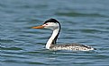 Picture Title - Clark's Grebe