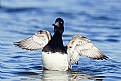 Picture Title - Lesser Scaup