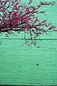 Picture Title - redbud