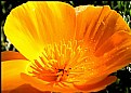 Picture Title - California Golden Poppies