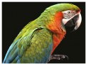 Picture Title - parrot