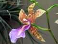 Picture Title - Orchid