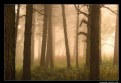 Picture Title - Woodland Mist