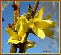 Picture Title - Forsythia In Bloom