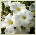 Picture Title - Petite White Flowers