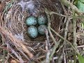 Picture Title - Mockingbird Nest