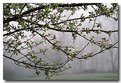 Picture Title - Apple Blossoms II