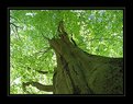 Picture Title - Light Tree in the Forest