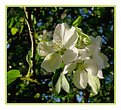 Picture Title - Apple Blossoms