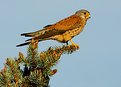 Picture Title - Kestrel