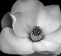 Picture Title - Magnolia Magnificant