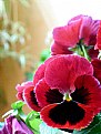 Picture Title - PENSAMENT
