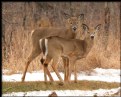 Picture Title - Mother & Child