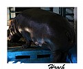 Picture Title - Hippo